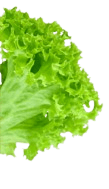 Salad1