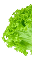 Salad2